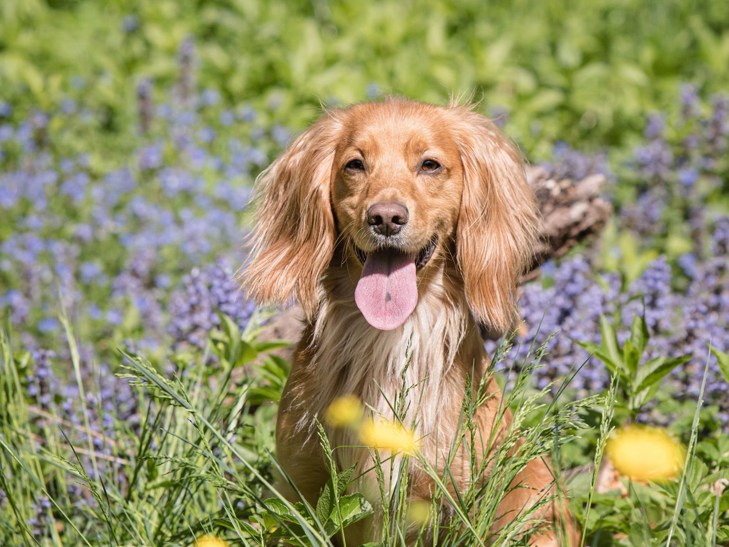 Working Cocker photoshoot