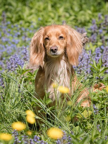 Dog photo shoot