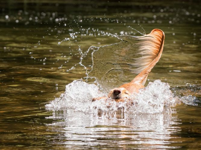 Working cocker in the water