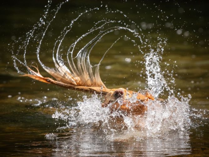 Syd's river adventure