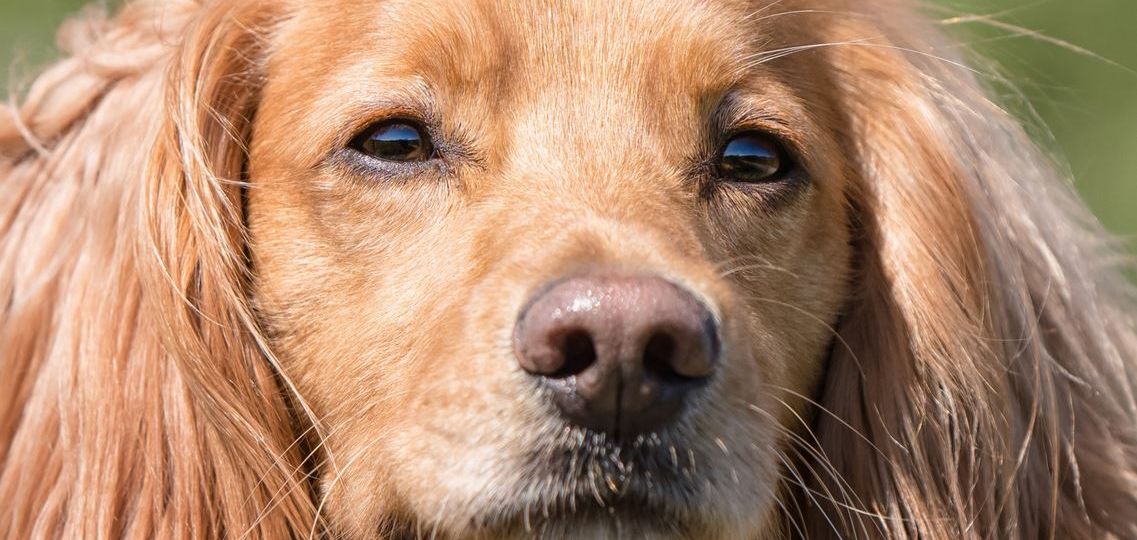 Working cocker closeup