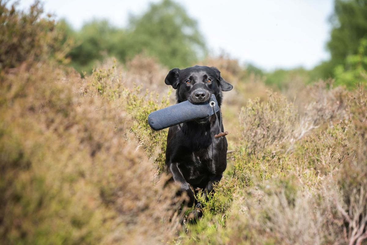 Labrador retrieving a dummy