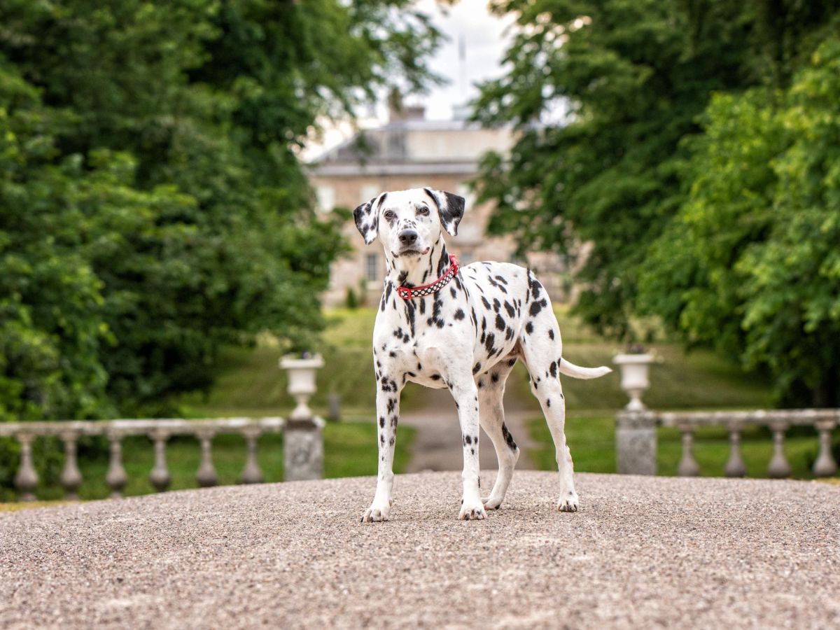 Dalmation at Haddo House