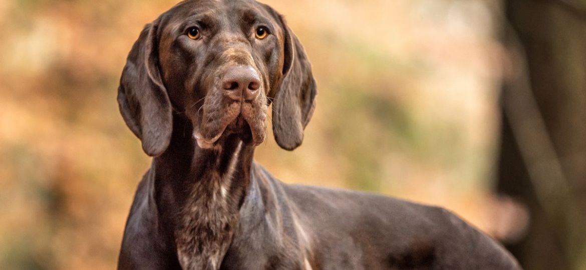 Aberdeen dog photography