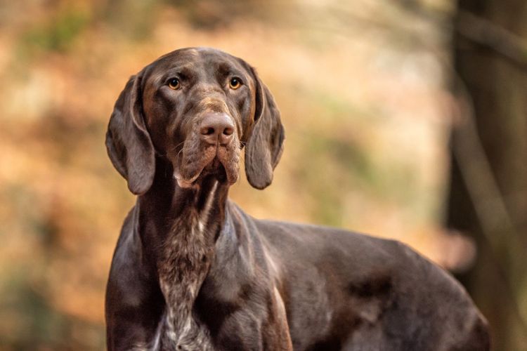 Aberdeen dog photography