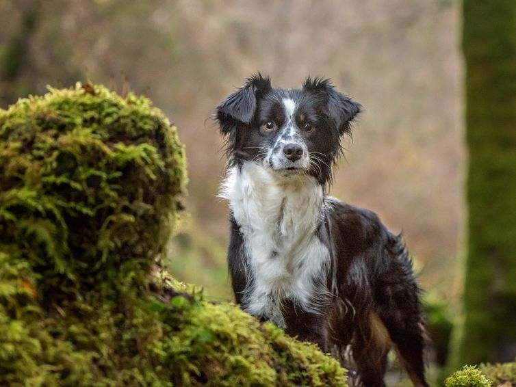 Aussie Collie