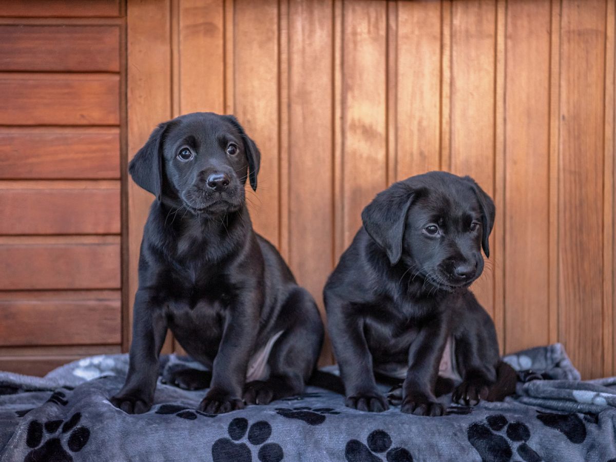 Glenhugo labrador pups