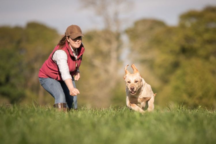 Working gundog photo