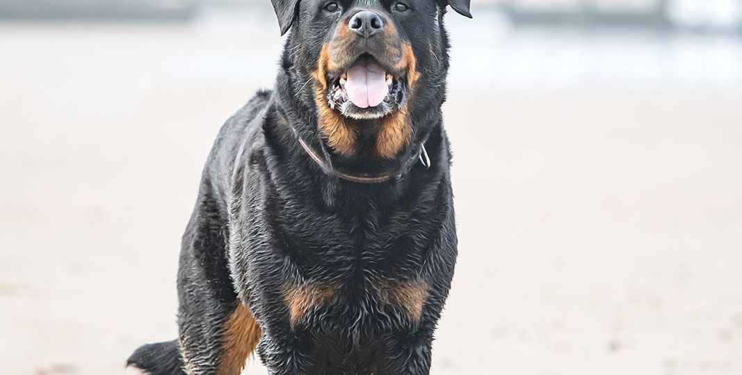 Tig and Victoria's beach photo session