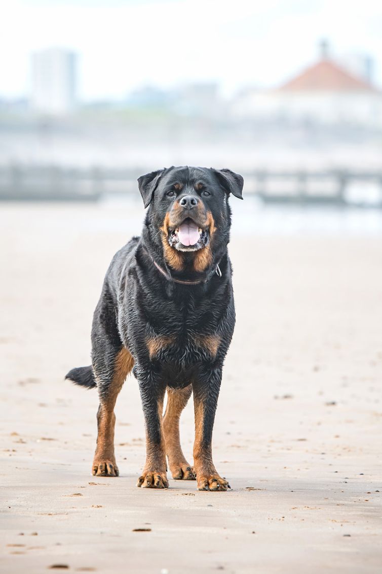 Tig and Victoria's beach photo session