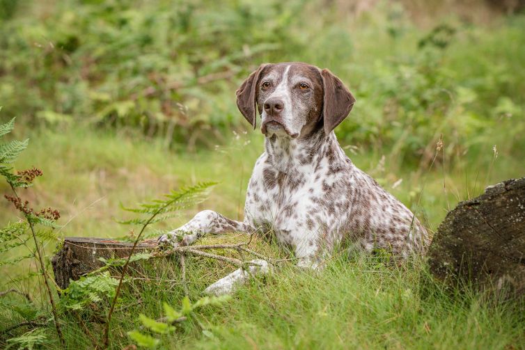 Senior dog photo shoot