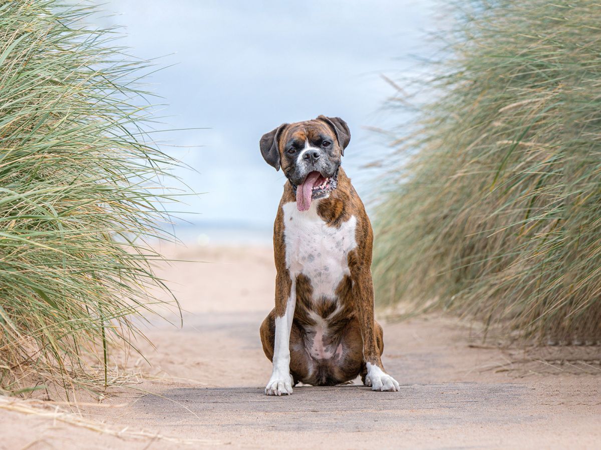 Aberdeen dog photographer