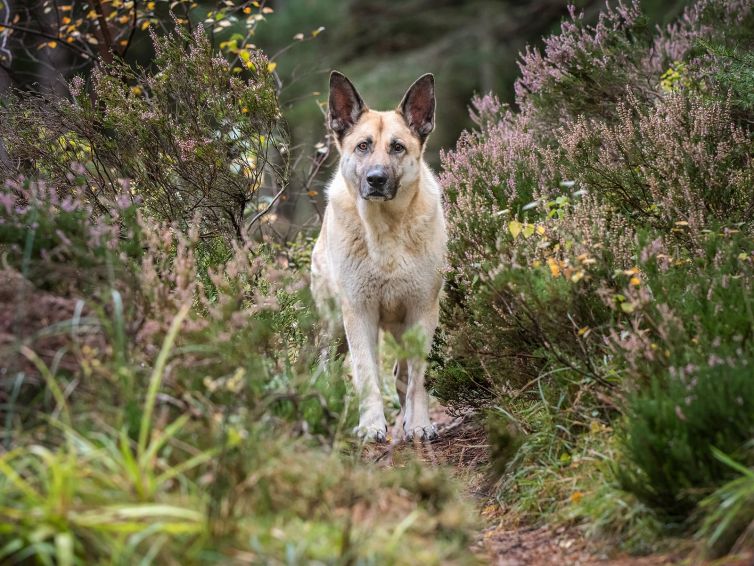 German shepheard - sombra