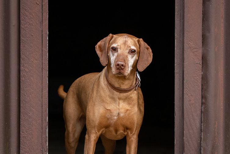 Hungarian Vizsla Rhue at Dunecht Estate