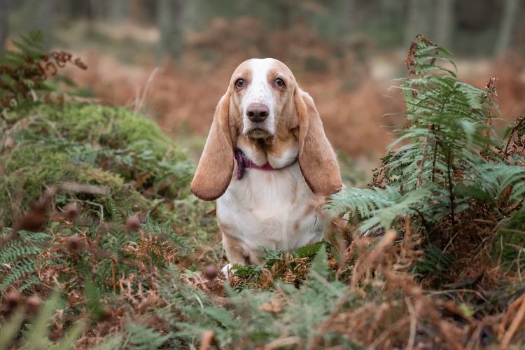 Basset Hound photo shoot