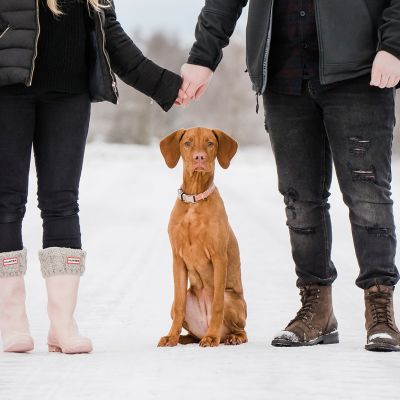 Hungarian Vizsla Rhue at Dunecht Estate