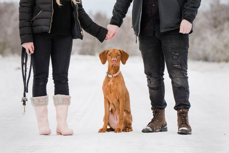 Hungarian Vizsla Rhue at Dunecht Estate