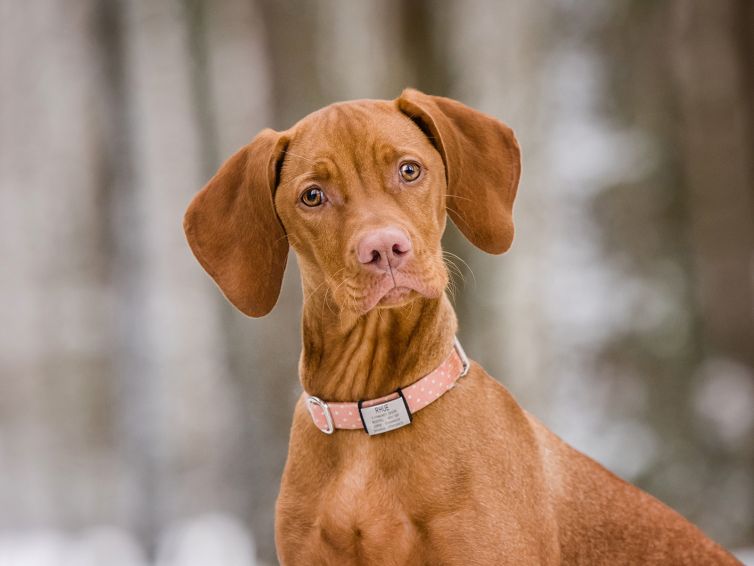 Hungarian Vizsla Rhue at Dunecht Estate