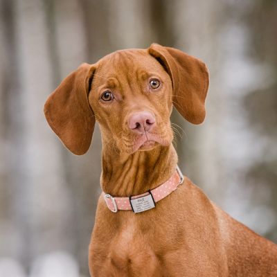 Hungarian Vizsla Rhue at Dunecht Estate