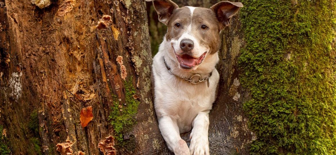 Staffie mix photo shoot