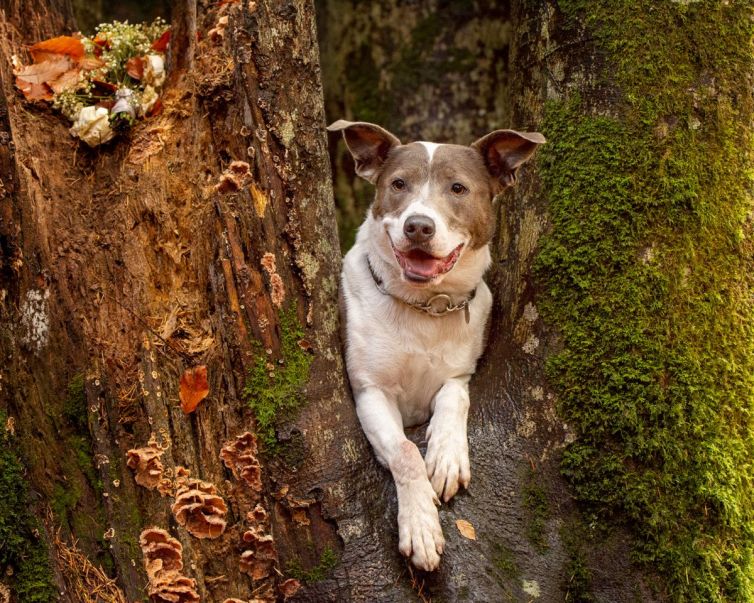 Staffie mix photo shoot