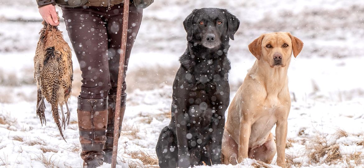 Gundogs -Auchentore