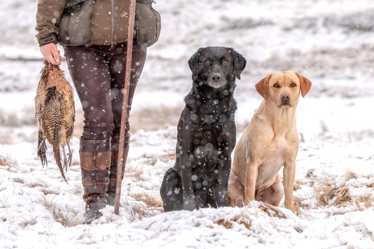 Gundogs -Auchentore