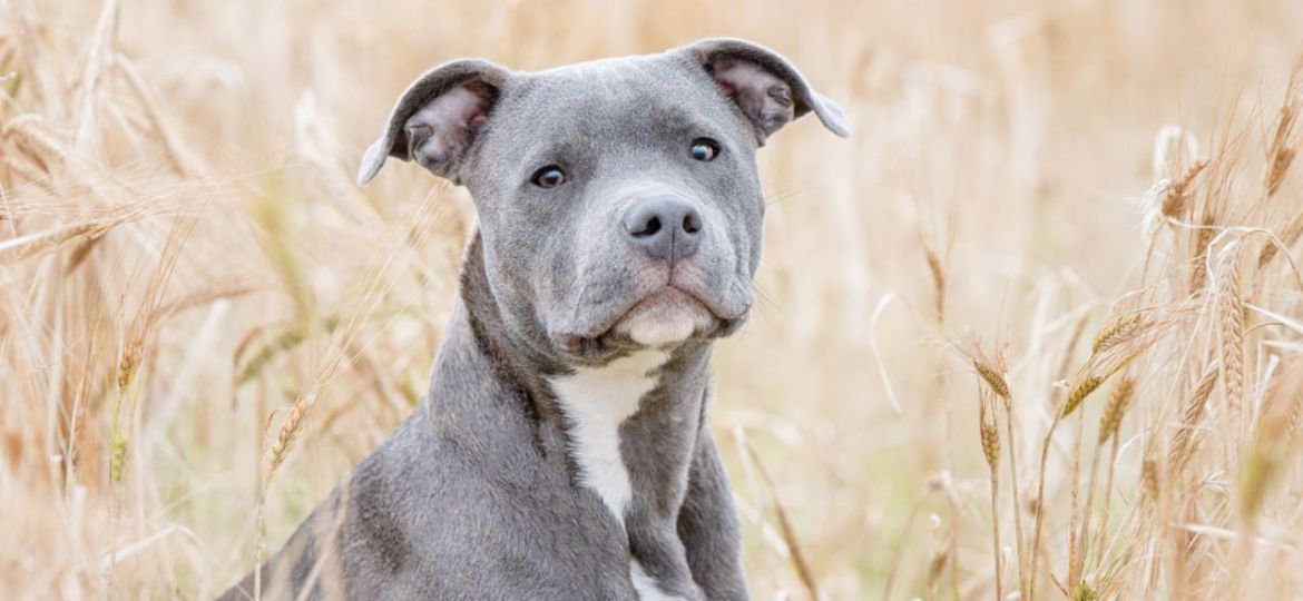 Staffie puppy Frank