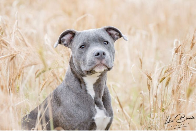 Staffie puppy Frank