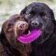 Labradors