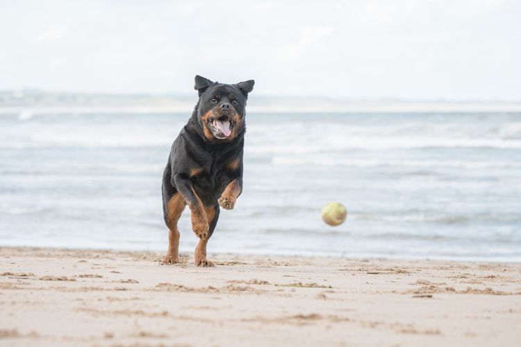 Rottweiler chasing a ball