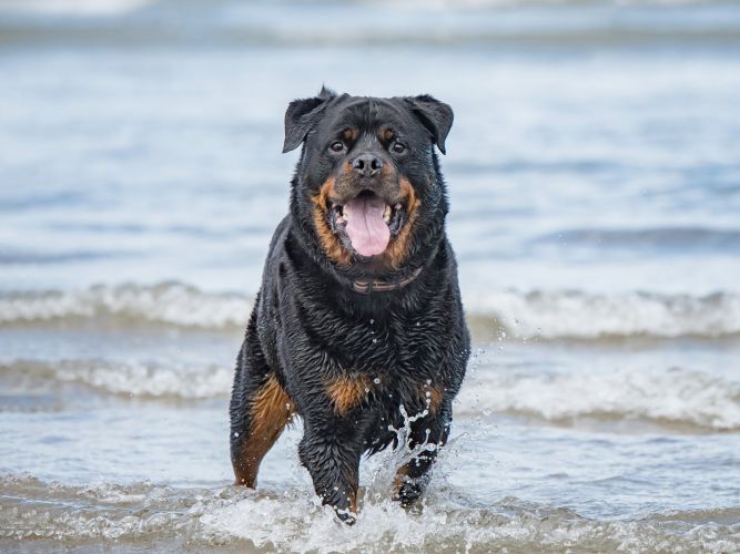 Rottweiler standing in the water