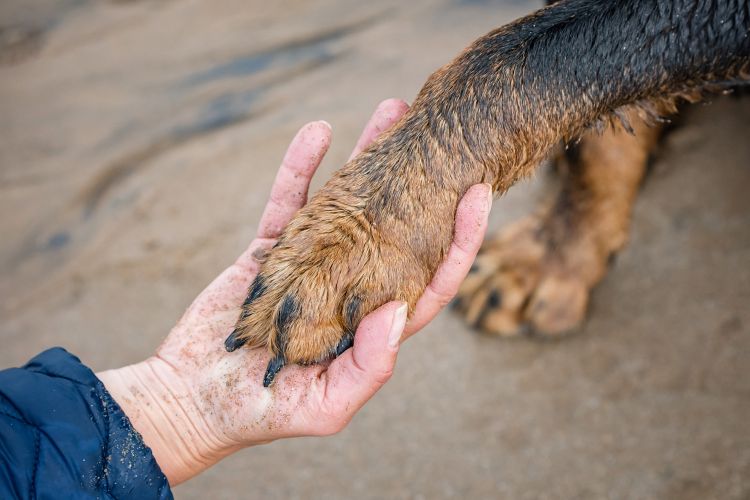 dog paw in owners hand