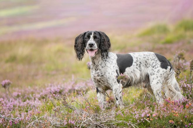 Working Cocker Spaniel in the heather