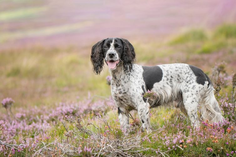 Working Cocker Spaniel in the heather