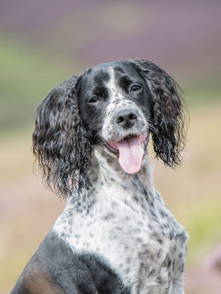 Working cocker portrait