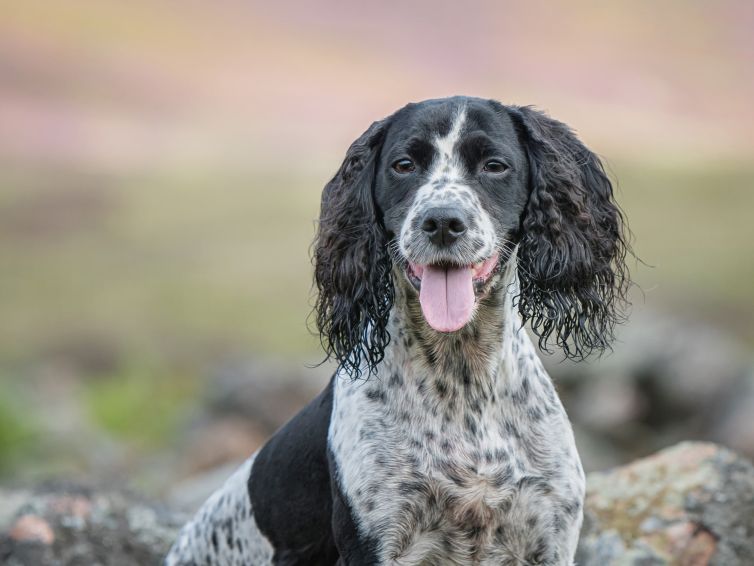 Working cocker portrait