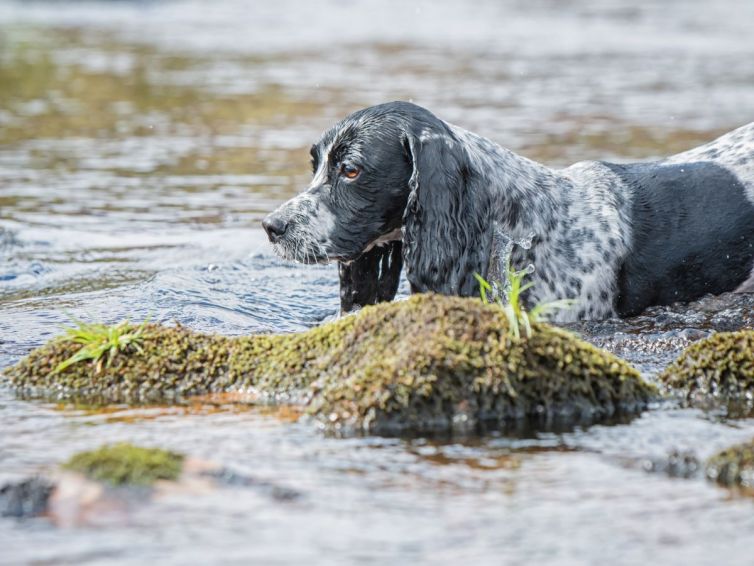 Spaniel in the water