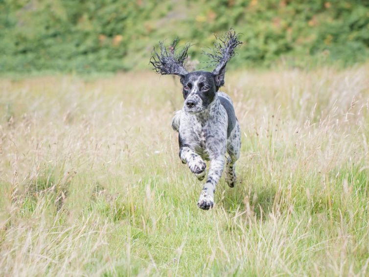 Dog photo shoot action