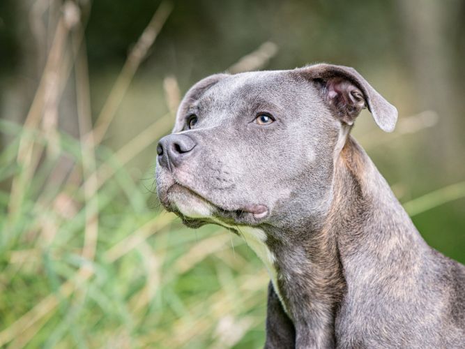 Staffie Portrait