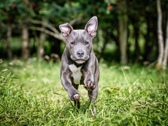 Staffie puppy running