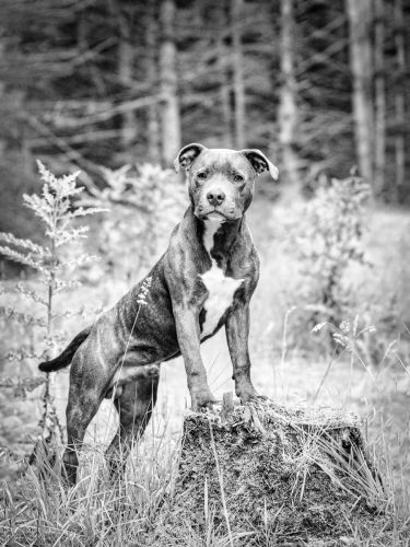 staffordshire bull terrier