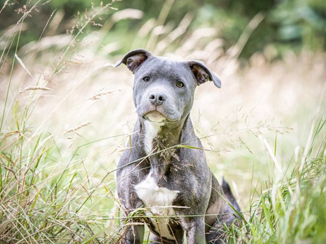 puppy portrait