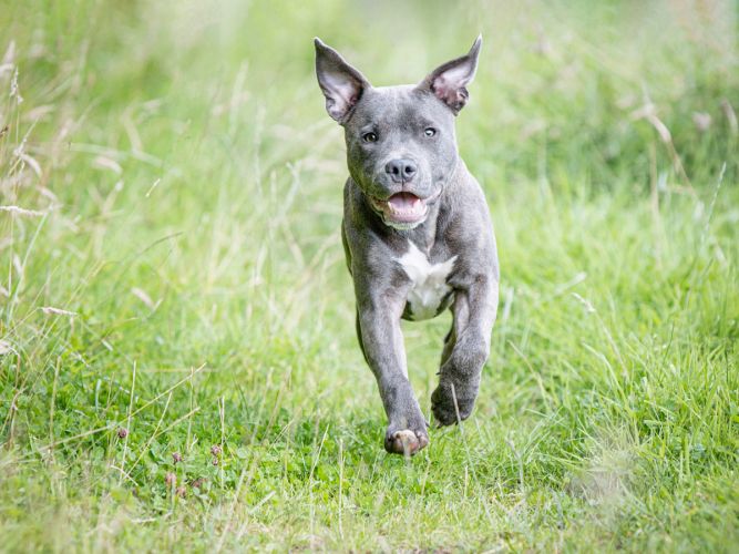 puppy running towards camera