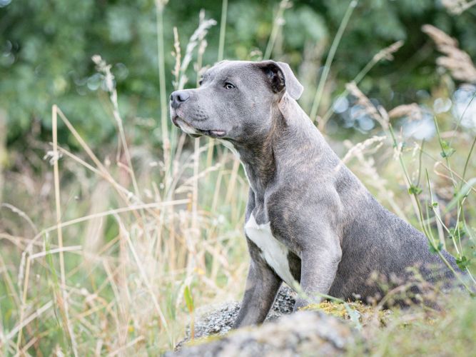 Staffie puppy