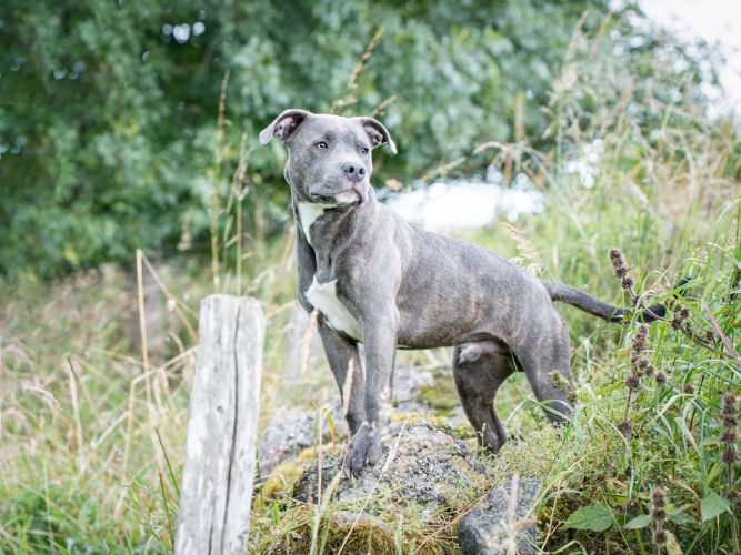 Staffie puppy on a wall