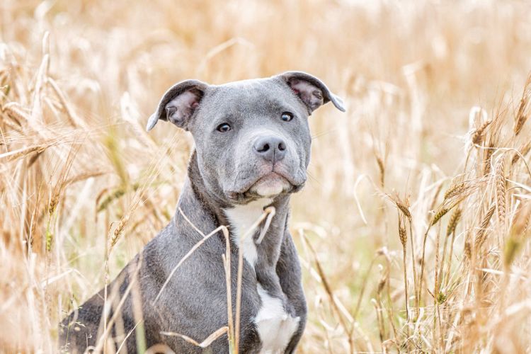 Puppy in a grain field