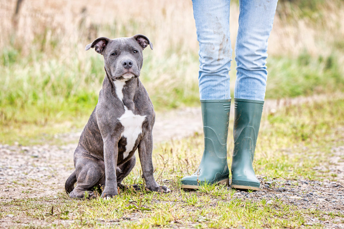 Puppy and his owners legs