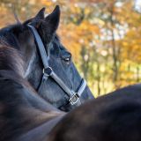 Nikki - Equine Photo Shoot