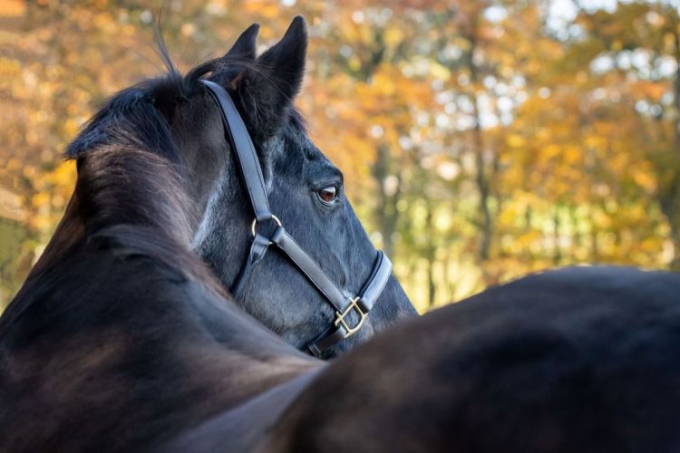 Nikki - Equine Photo Shoot